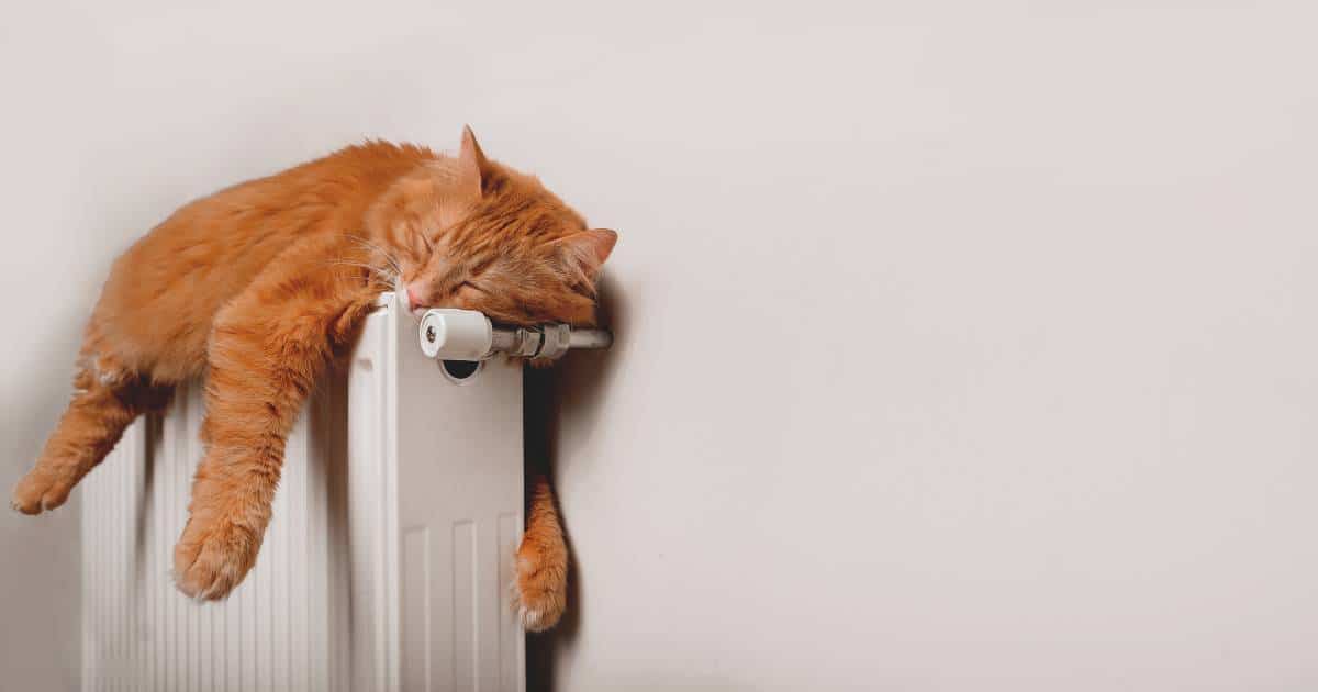 petit chat roux dormant sur un chauffage