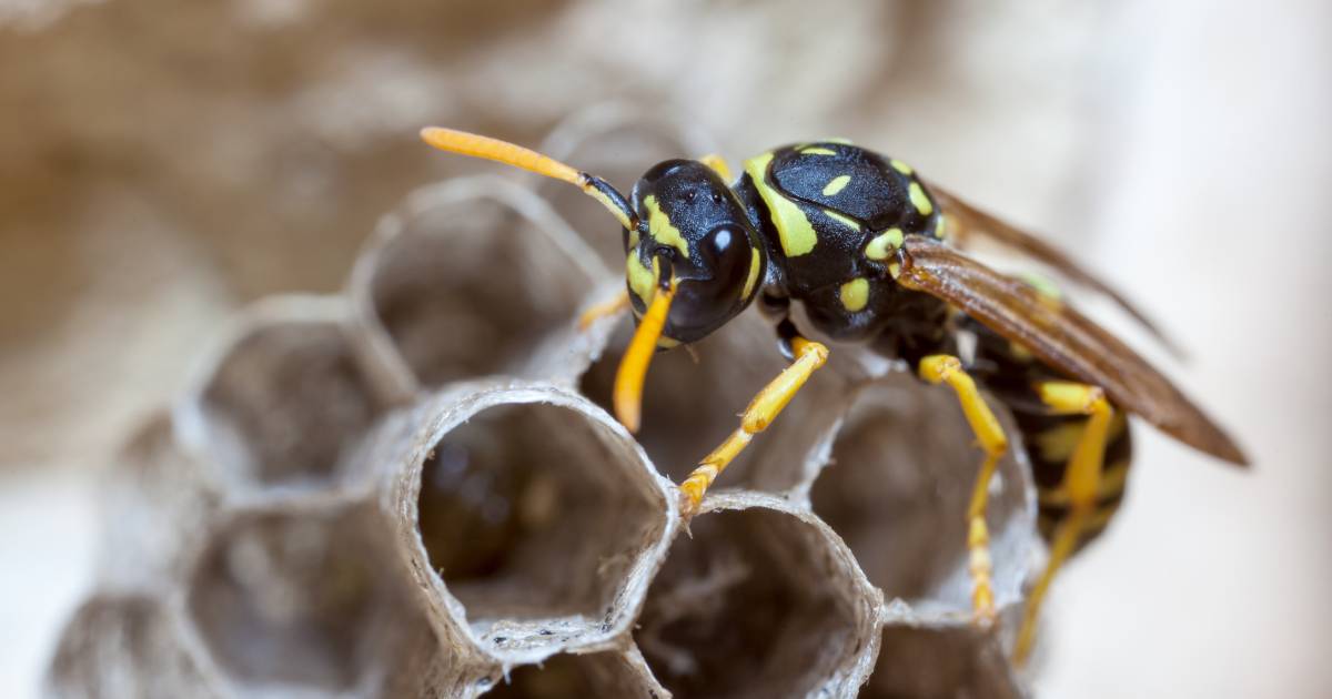 une gèpe dans son nid