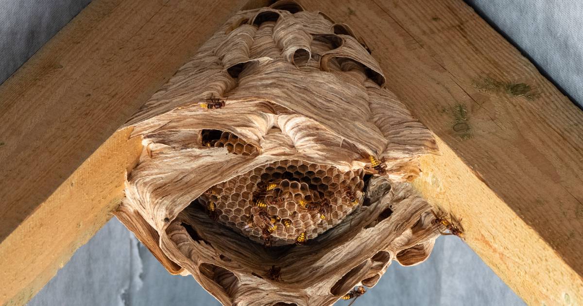 Nid de guêpe sous toiture