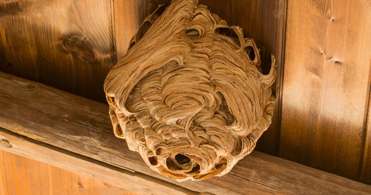 Nid de guêpe sous une toiture en bois
