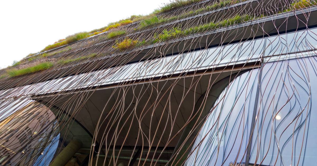 des vignes sur une façade végétale