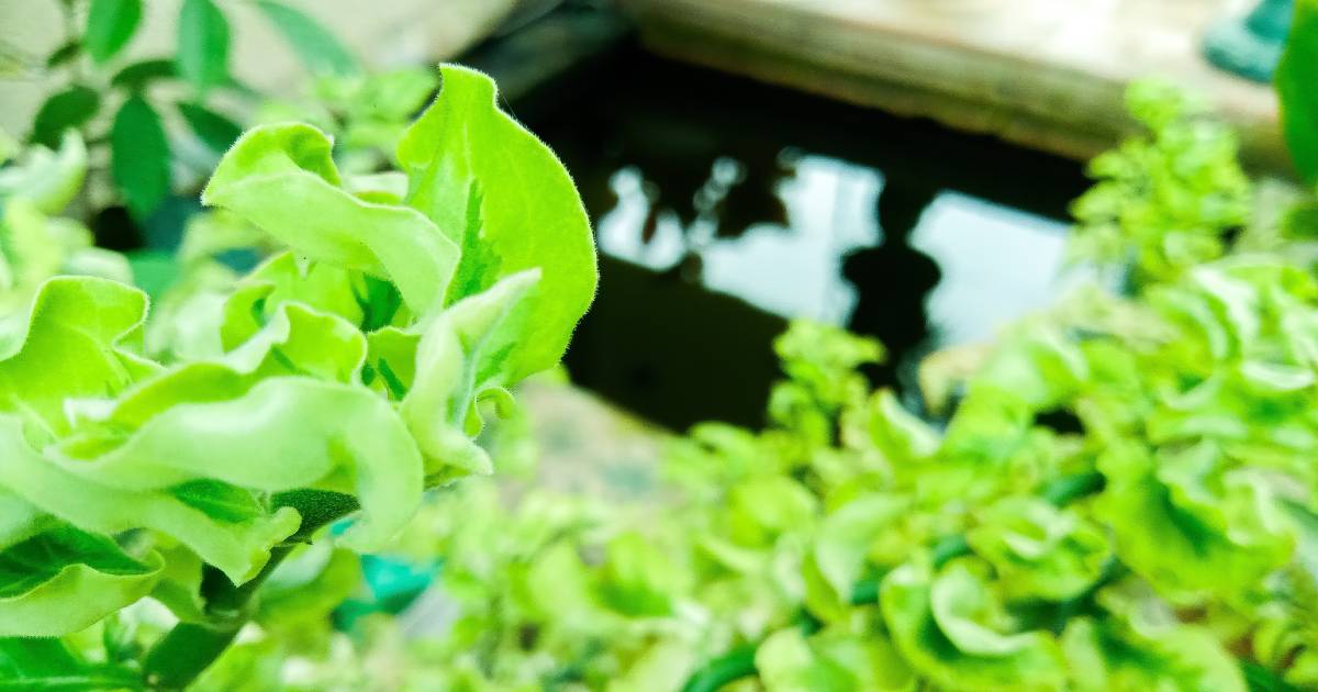 mini pisicne de jardin