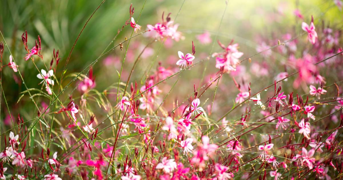 belle fleur dans un beau jardin