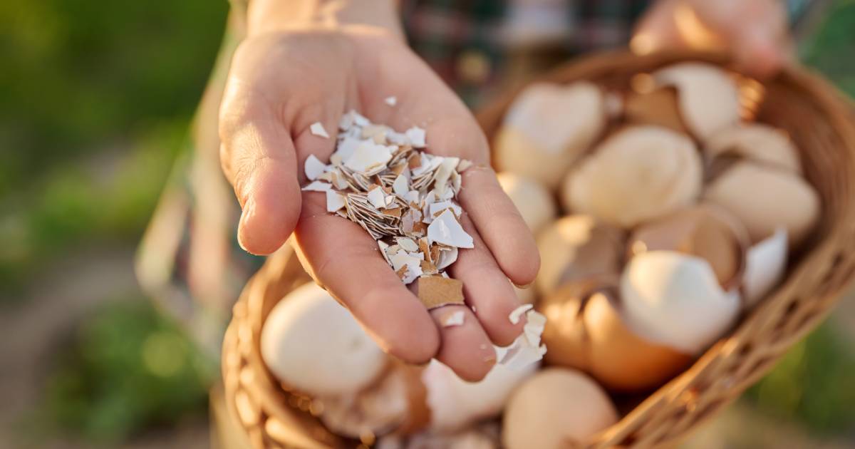 des coquilles d'oeufs