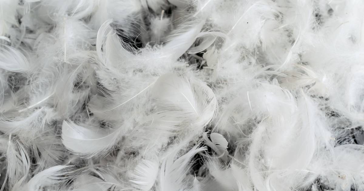 plume de canard