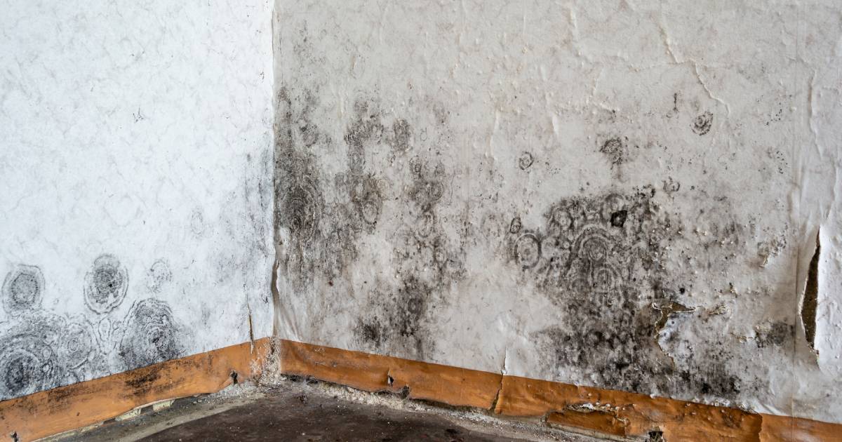 mur très humide