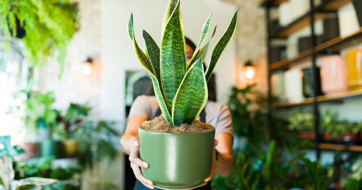 plante d'intérieure