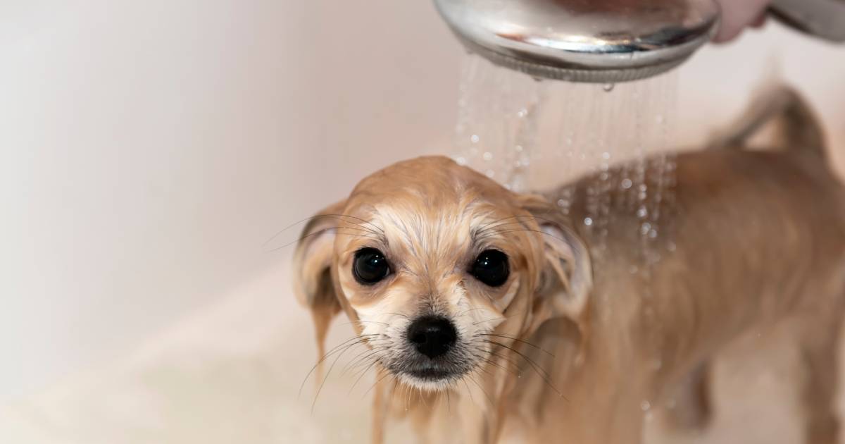 un petit chien sous la douche