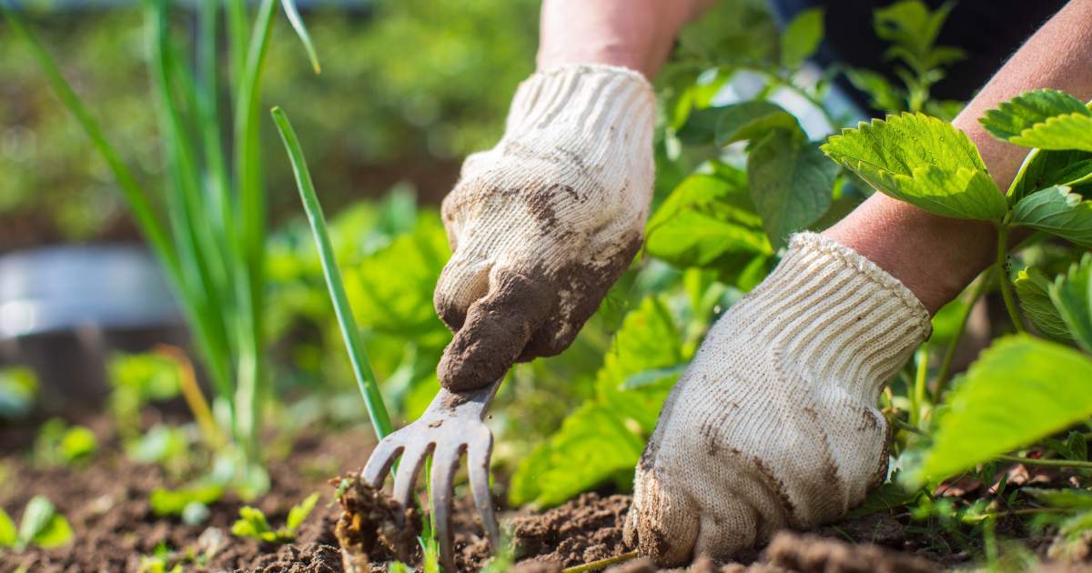 Désherbage de jardin
