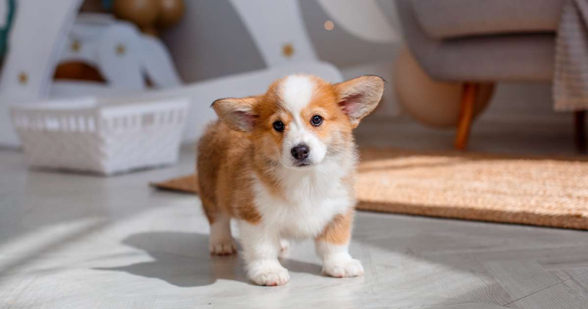 Un petit corgi gentil
