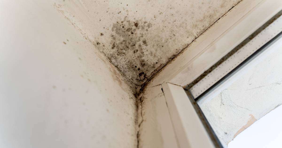 humidité de mur