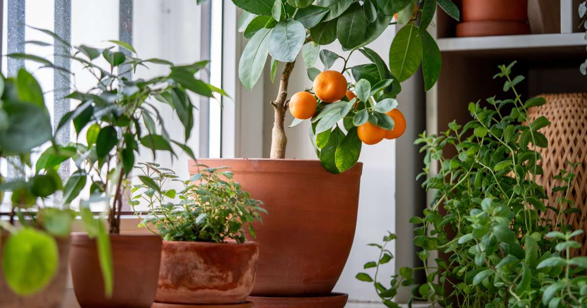 jardinage intérieur maison