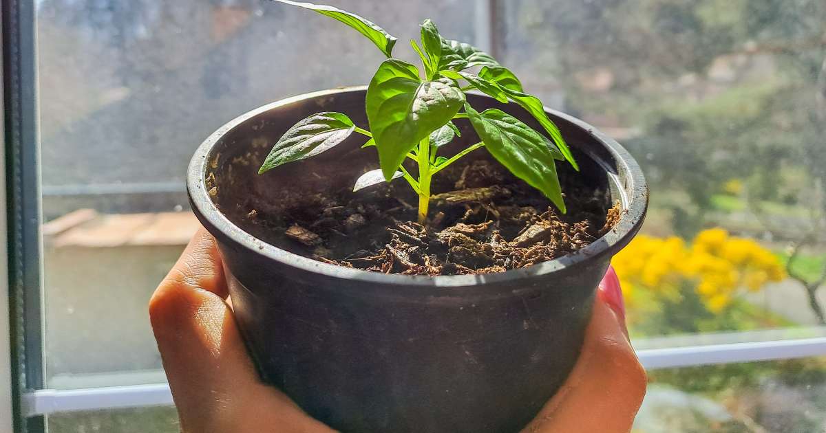 des plantes purificatrices