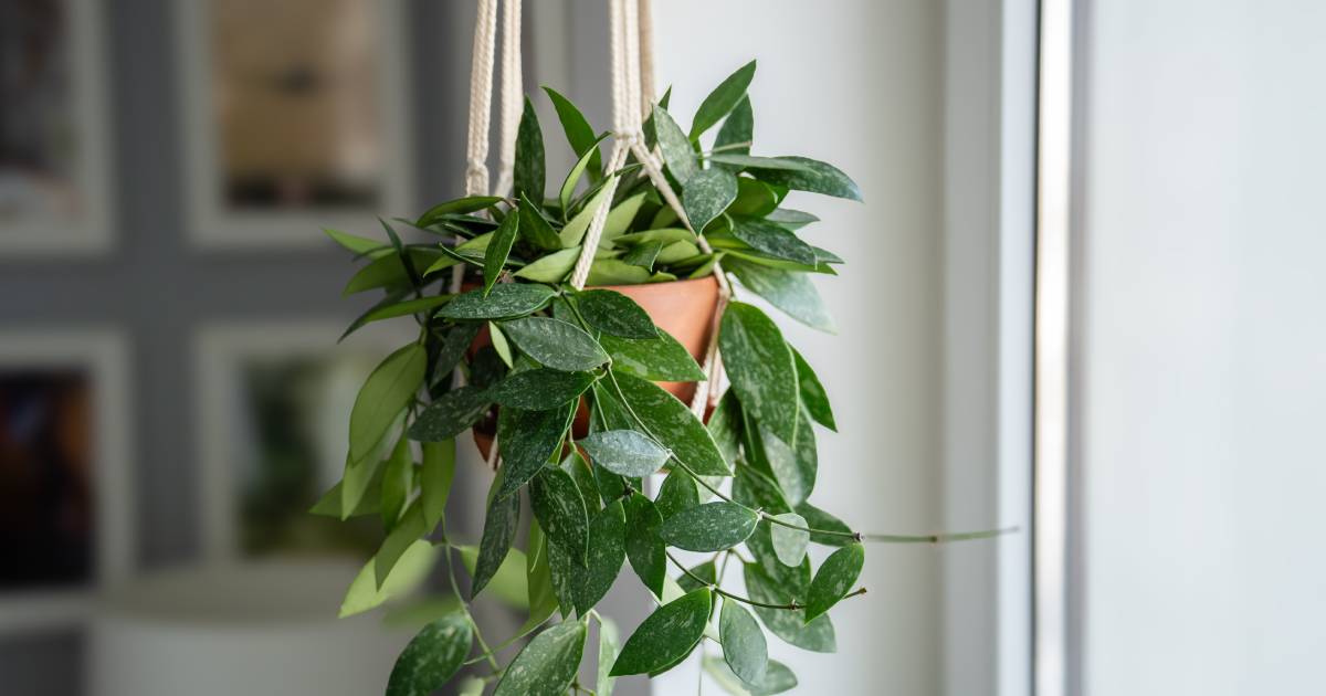 support de plante intérieur